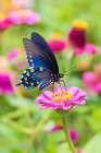 Pipevine swallowtail on zinnia, Marion County, Illinois. Art Print
